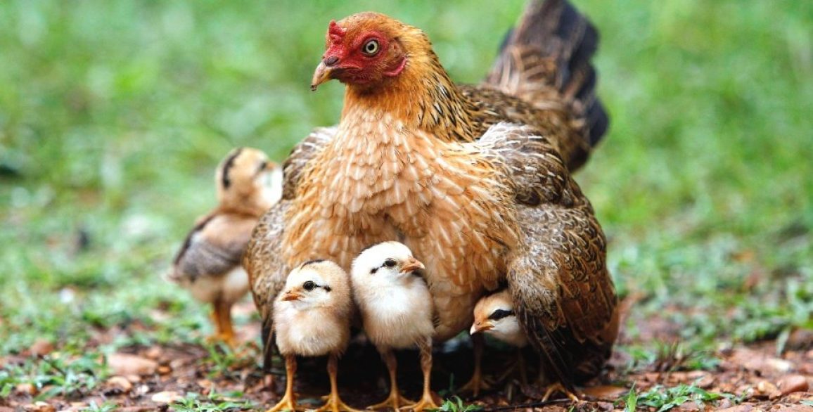 (Image description: a picture of a chicken in the middle of the grass. She has brown and gold feathers and under her wings are 3 hidden chicks, behind her, is another chick.)